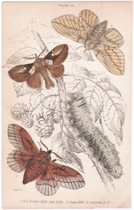 Plate 18

Drinker Moth male & fem
Lappet Moth
Caterpillar of " 